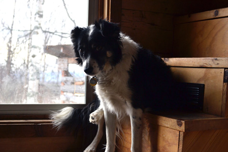 Ryder likes to sit on the steps and look out the window